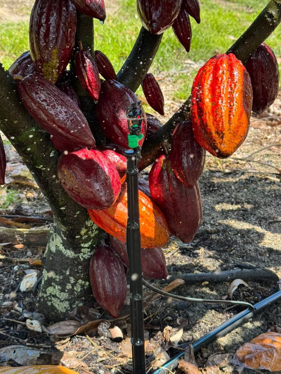 Projeto de irrigação agrícola Solus — foto 1