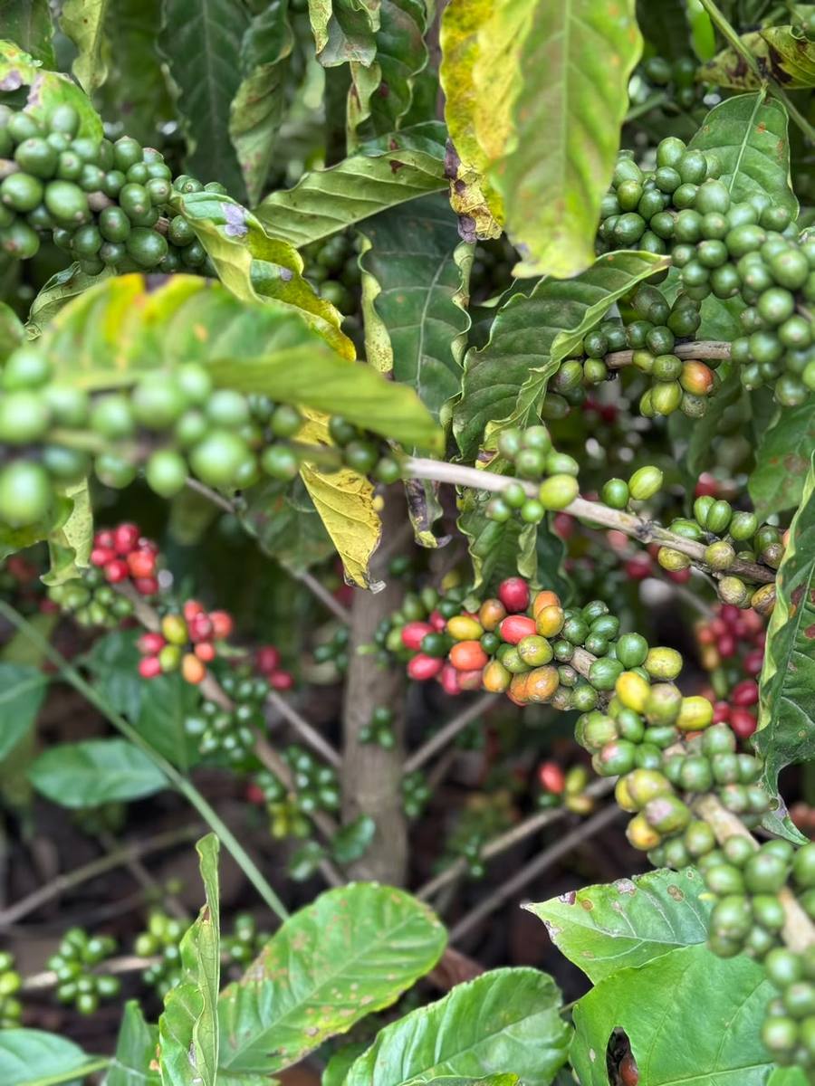 Projeto de irrigação agrícola Solus — foto 2
