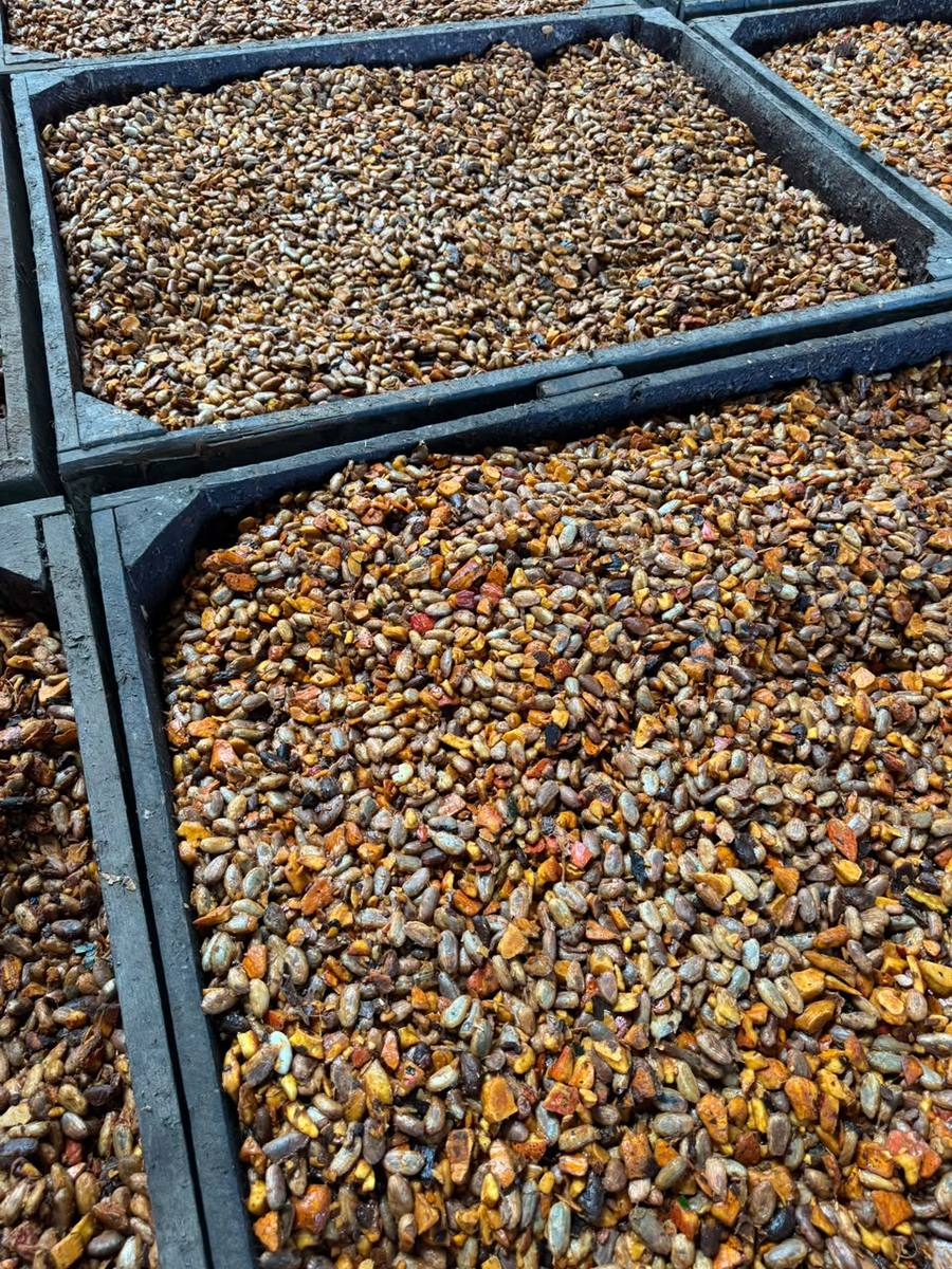 Projeto de irrigação agrícola Solus — foto 4